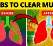 7 Herbs That Kill Viruses and Clear Mucus from Your Lungs