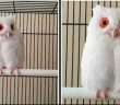 Meet The Rare Stunning White Owl With Red Eyes