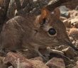 The tiny elephant shrew spotted alive for the first time in 50 years!