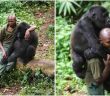 Park Ranger Comforts Gorilla Who Just Lost His Mom!