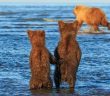 Adorable Moment Bear Cubs Hold Hands As Their Mom Goes Hunting For Dinner!