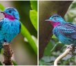 The Spangled Cotinga Rocks Turquoise Blue Like No Other Bird In This World