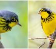 Vivid Yellow Belly With Grey Streaks Around Neck And Grey Back, This Warbler Is A Shining Flying Ball In Nature!