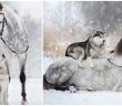 Beautiful Grey Horse And Alaskan Malamute Builds A Unique Bond, And They Star In A Snow Photoshoot!