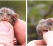 Rare Little Pygmy Possum Found Safe After Surviving Horrific Wildfires In Australia!